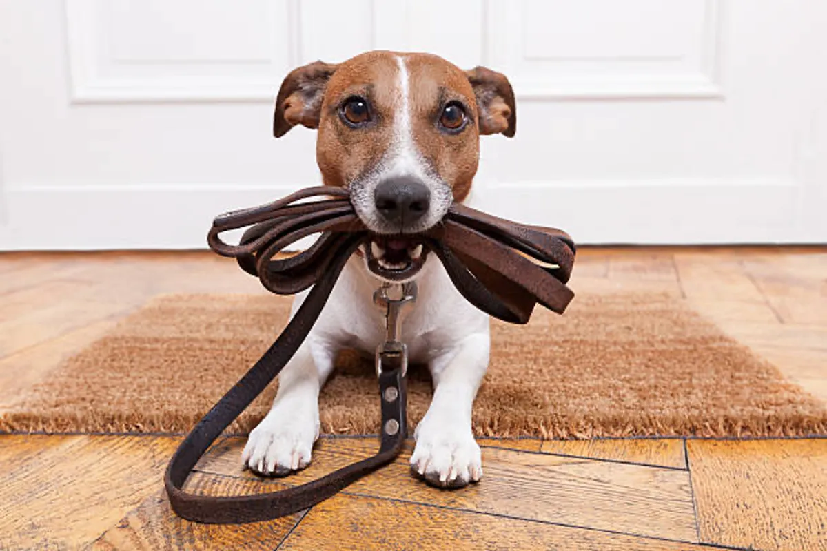 A joyful dog stands with a leash in its mouth on a wooden floor near a doormat, clearly eager for outdoor playtime or a walk with its owner. The bright lighting and visible door emphasize anticipation for adventures outside.